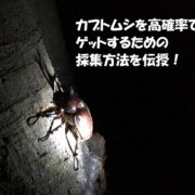 カブトムシの採集方法