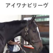 アイワナビリーヴの馬体