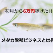 メダカが３匹泳いでいる