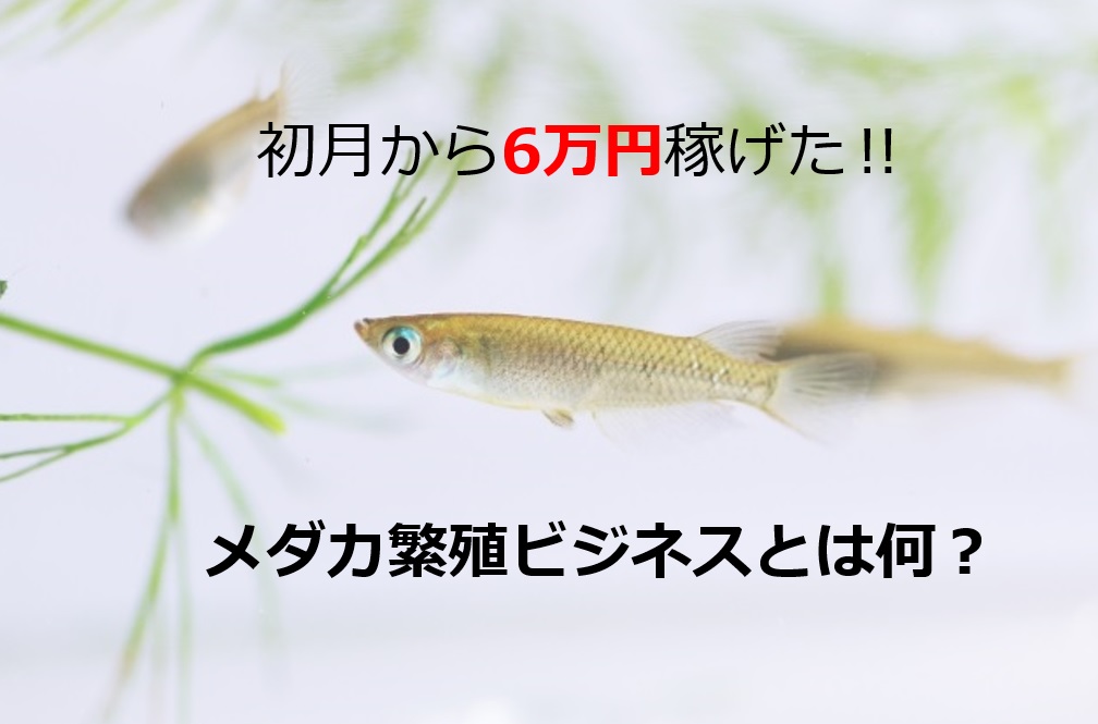 メダカが３匹泳いでいる