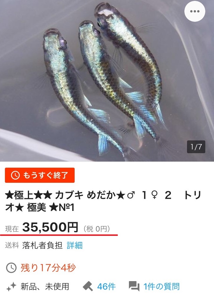 極上カブキメダカのヤフオクの金額