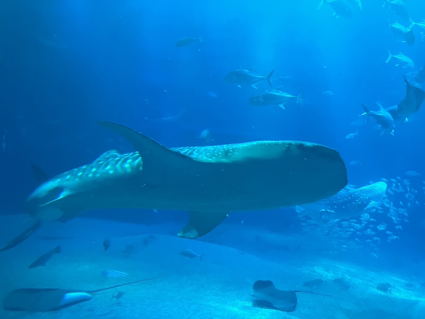 海遊館のジンベイザメ